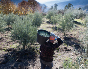 ¿Estás pensando en plantar olivos?